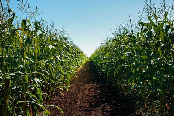 Confira a cota&ccedil;&atilde;o do dia para milho, soja e trigo