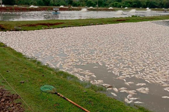 Falhas de energia amea&ccedil;am piscicultura no Oeste do Paran&aacute; e elevam custos de produ&ccedil;&atilde;o
