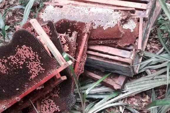 Morte de milhares de abelhas causa preju&iacute;zo de R$ 32 mil a apicultores em Pato Bragado