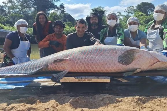 Pirarucu com mais de 2 metros e 137 kg &eacute; capturado na Reserva do Caut&aacute;rio