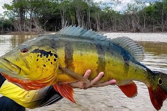S&atilde;o Francisco do Guapor&eacute; realiza 2&ordm; Festival de Pesca de Barranco em novembro