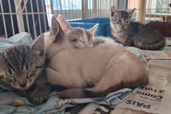 Feirinha de ado&ccedil;&atilde;o da Viralatinhas j&aacute; ajudou mais de 3,5 mil animais em Sumar&eacute;