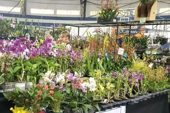 Shopping ParkCity Sumar&eacute; recebe Festival de Orqu&iacute;deas e Plantas Ornamentais em setembro