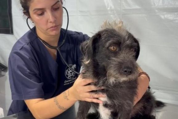 Sumar&eacute; realiza mais de 400 castra&ccedil;&otilde;es de c&atilde;es e gatos em mutir&atilde;o no Mat&atilde;o