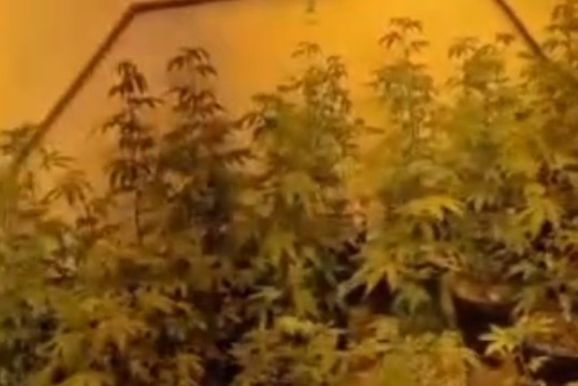 Baep prende mulher e apreende 9,2 kg de drogas em estufa de maconha em Sumar&eacute;