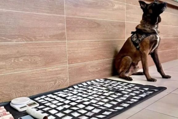 C&atilde;o do 10&ordm; Baep localiza 172 por&ccedil;&otilde;es de coca&iacute;na e homem &eacute; preso em Sumar&eacute;