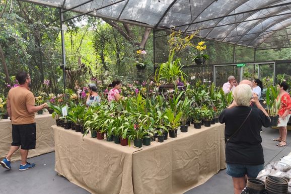 Sumar&eacute; abre inscri&ccedil;&otilde;es para expositores da 22&ordf; Mostra e Venda de Orqu&iacute;deas