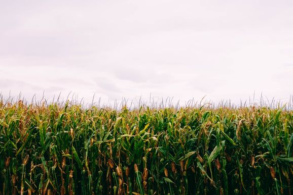 Acompanhe os valores dos principais produtos do mercado rural do Oeste do Paran&aacute;