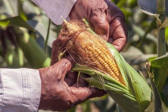 Mercado agr&iacute;cola fecha agosto com novas cota&ccedil;&otilde;es nesta segunda-feira