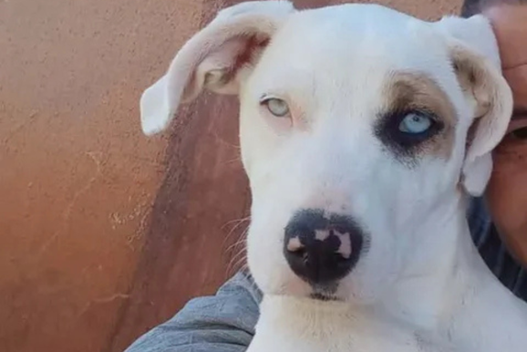 Fam&iacute;lia procura cachorrinha Pandora, desaparecida nas proximidades da PR-468