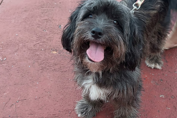 Fam&iacute;lia procura pela cachorrinha Laila, desaparecida em Umuarama