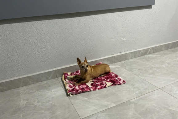 Fam&iacute;lia procura o cachorrinho idoso Thor, desaparecido no bairro Jardim Tropical