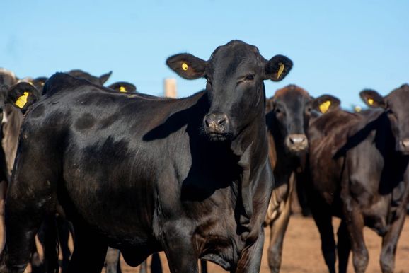Agropecu&aacute;ria da regi&atilde;o de Umuarama movimenta mais de R$ 14,5 bilh&otilde;es no ano