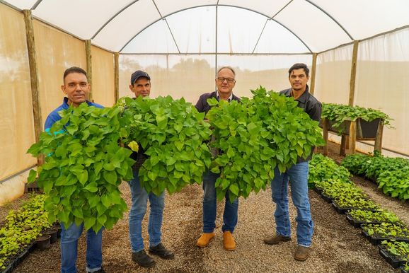 Mudas livres de v&iacute;rus s&atilde;o usadas para melhorar cultivo de batata-doce em Umuarama
