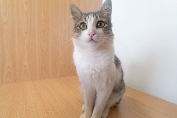 Sem perder a esperan&ccedil;a, fam&iacute;lia continua procurando pela gatinha Zelda em Umuarama