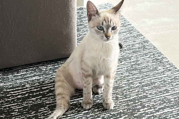 Tutor procura pela gatinha Catarina, desaparecida no Jardim das Gar&ccedil;as II, em Umuarama