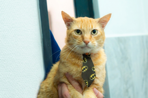 Tutora procura o gatinho Meio-dia, desaparecido no Parque Danielle, em Umuarama