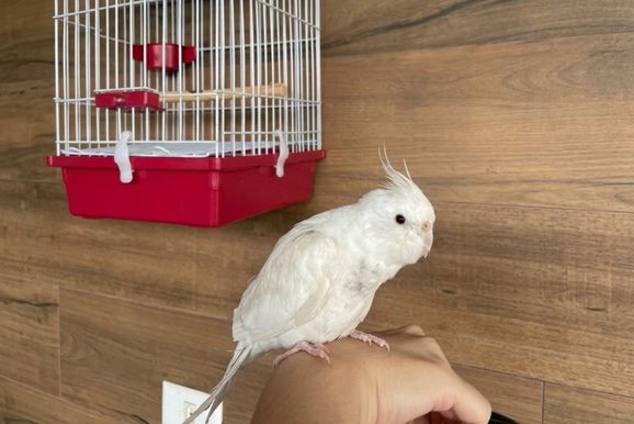 Calopsita Geromel desaparece em Umuarama, e tutora pede ajuda para encontr&aacute;-lo