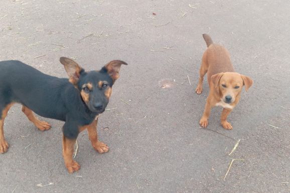 Duas cachorrinhas abandonadas vivem nas ruas e esperam por uma chance no Parque Firenze