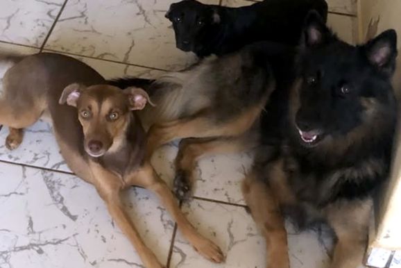 Tutora procura pastor alem&atilde;o e cachorrinhas que desapareceram em Umuarama
