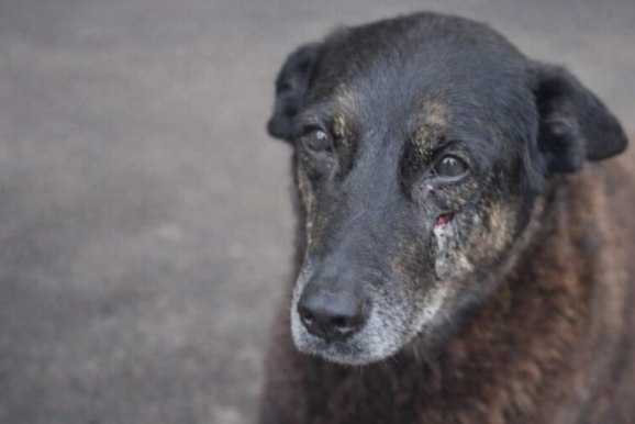 Aprovado projeto que enrijece penalidades a casos de maus-tratos a animais