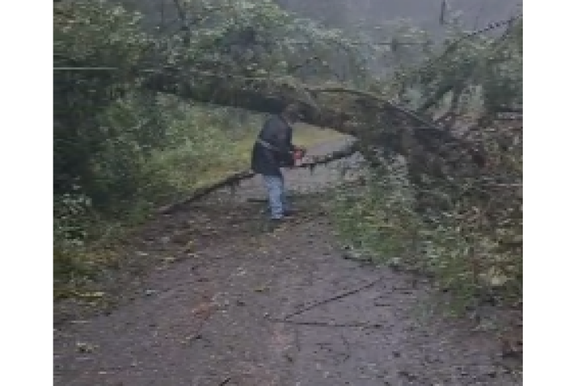 Queda de &aacute;rvore interrompe o tr&aacute;fego na estrada velha de Palmas em Uni&atilde;o da Vit&oacute;ria 