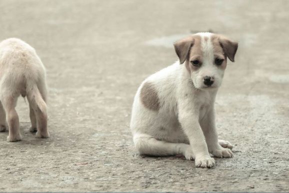 C&acirc;mara dos Deputados aprova cassa&ccedil;&atilde;o de CNH para motorista que abandonar animais