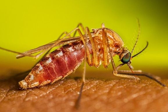 Febre do Nilo Ocidental: caso em Ca&ccedil;ador e morte em Imbituba s&atilde;o confirmados em SC