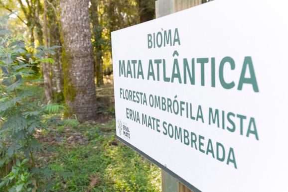 Erva-mate coloca o Planalto Norte no mapa das Indica&ccedil;&otilde;es Geogr&aacute;ficas