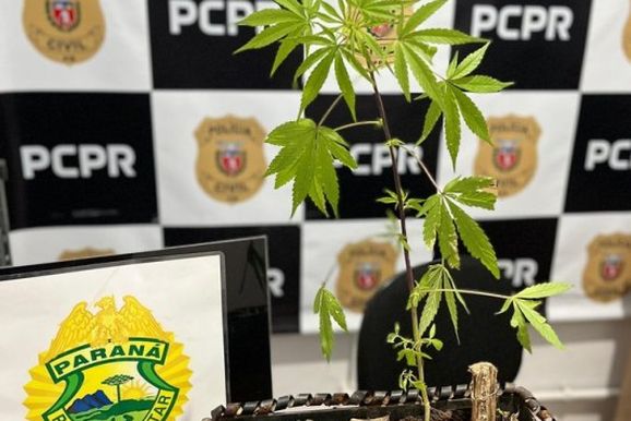 Planta de maconha &eacute; encontrada &agrave;s margens de pista de corrida em S&atilde;o Mateus do Sul