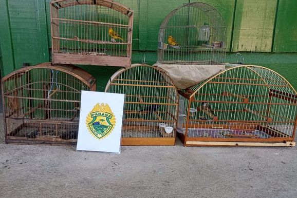 Pol&iacute;cia Ambiental apreende cinco aves silvestres mantidas irregularmente em cativeiro 