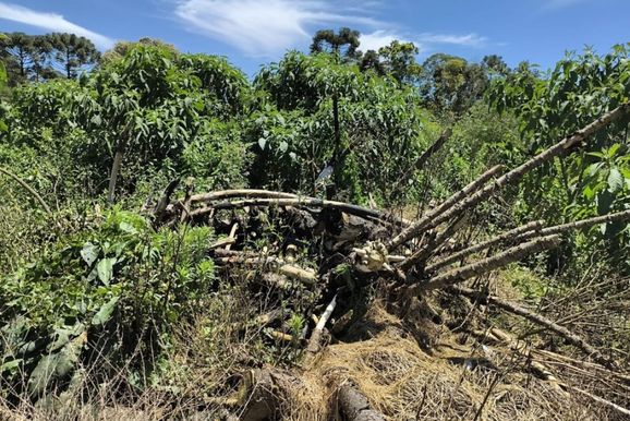 Pol&iacute;cia Ambiental constata dano &agrave; vegeta&ccedil;&atilde;o nativa da Mata Atl&acirc;ntica em S&atilde;o Mateus do Sul 