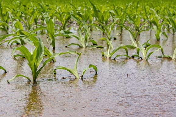 Produtores rurais do Sul devem refor&ccedil;ar cuidados com solo diante do El Ni&ntilde;o