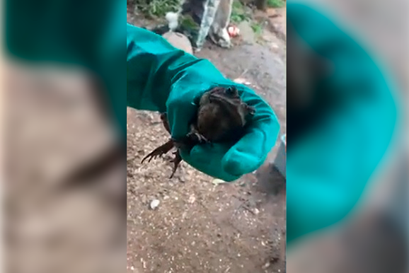 Sapo &eacute; encontrado com a boca colada no interior de Canoinhas