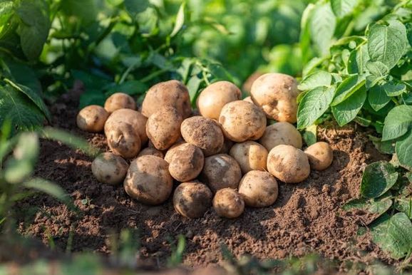 Chuvas em Vargem Grande do Sul impactam pre&ccedil;os da batata no mercado nacional