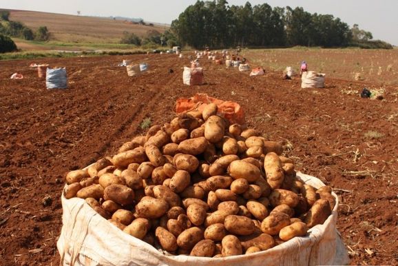 Chuva impacta o pre&ccedil;o da batata colhida em Vargem Grande do Sul