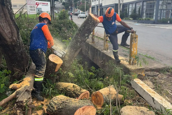 Defesa Civil retira &aacute;rvores pr&oacute;ximas &agrave; rede el&eacute;trica de Mococa