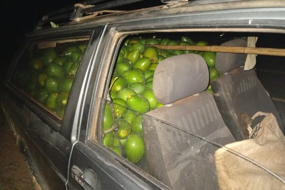 Patrulha Rural recupera cerca de 700 kg de abacates ap&oacute;s furto em fazenda da regi&atilde;o