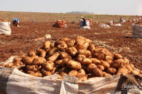 Safra da batata impulsiona gera&ccedil;&atilde;o de empregos em Vargem Grande do Sul