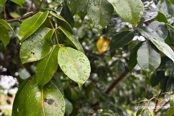 A esta&ccedil;&atilde;o das flores vai at&eacute; 21 de dezembro, quando come&ccedil;a o ver&atilde;o.