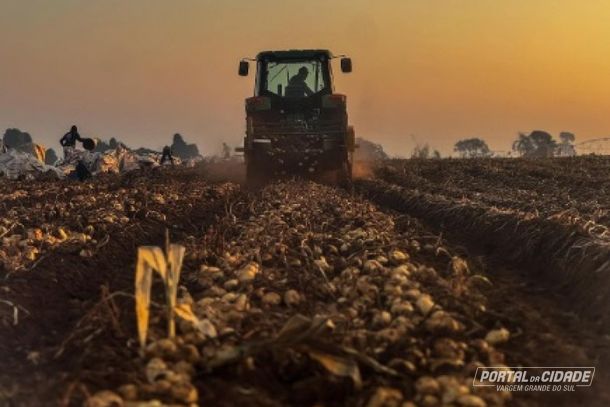Vargem &eacute; refer&ecirc;ncia nacional na produ&ccedil;&atilde;o de batatas