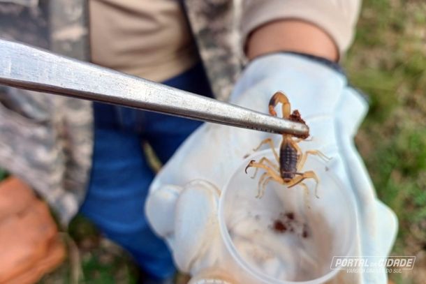 Escorpi&otilde;es fazem dezenas de v&iacute;timas em Vargem Grande do Sul em 2025