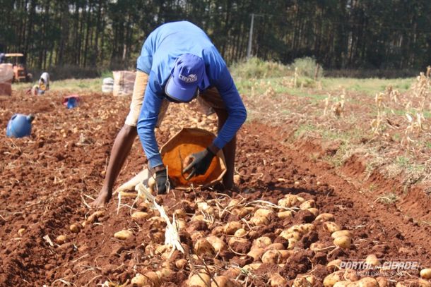 Vargem Grande do Sul &eacute; um importante centro produtor do tub&eacute;rculo no estado de S&atilde;o Paulo
