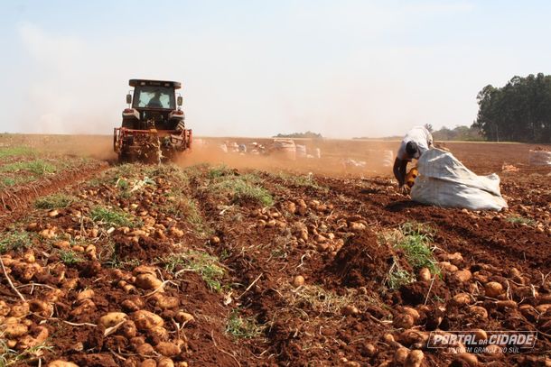 Regi&atilde;o vargengrandense &eacute; considerada a maior produtora de batata de inverno do estado de S&atilde;o Paulo