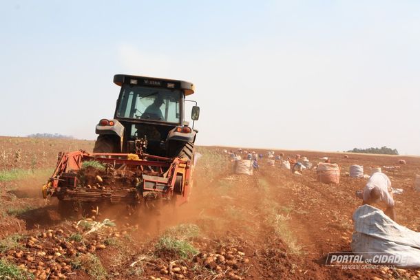 Considerada uma das mais importantes regi&otilde;es produtoras de batata do Brasil, Vargem Grande do Sul dever&aacute; manter forte o ritmo de colheita neste m&ecirc;s