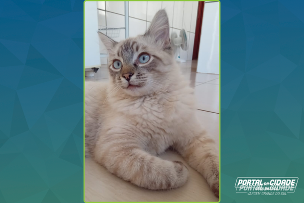 Apelo por informa&ccedil;&otilde;es sobre o paradeiro do gato Tigrinho, sumido em Vargem
