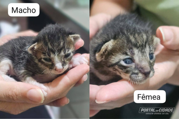 Dois filhotes de gato esperam por um lar em Vargem Grande do Sul