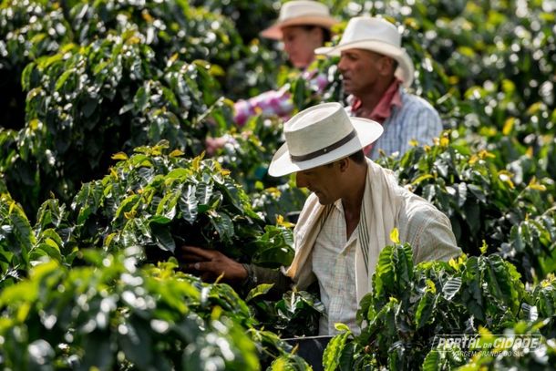 Caf&eacute;: cultura impulsionou gera&ccedil;&atilde;o de empregos na regi&atilde;o sanjoanense