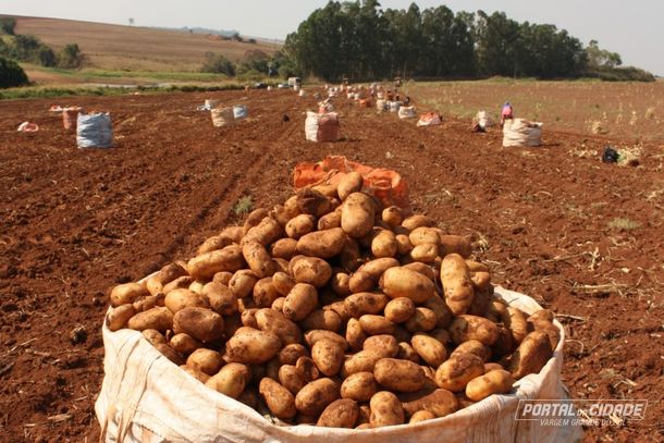 Batata: Vargem Grande do Sul &eacute; refer&ecirc;ncia nacional na produ&ccedil;&atilde;o do tub&eacute;rculo
