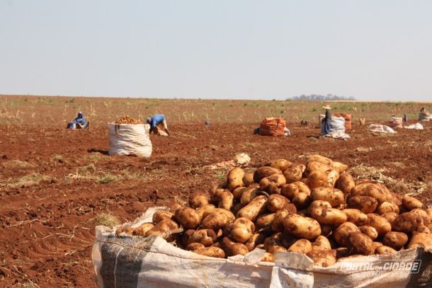 Terra da Batata: Vargem Grande do Sul &eacute; refer&ecirc;ncia nacional na produ&ccedil;&atilde;o do tub&eacute;rculo 